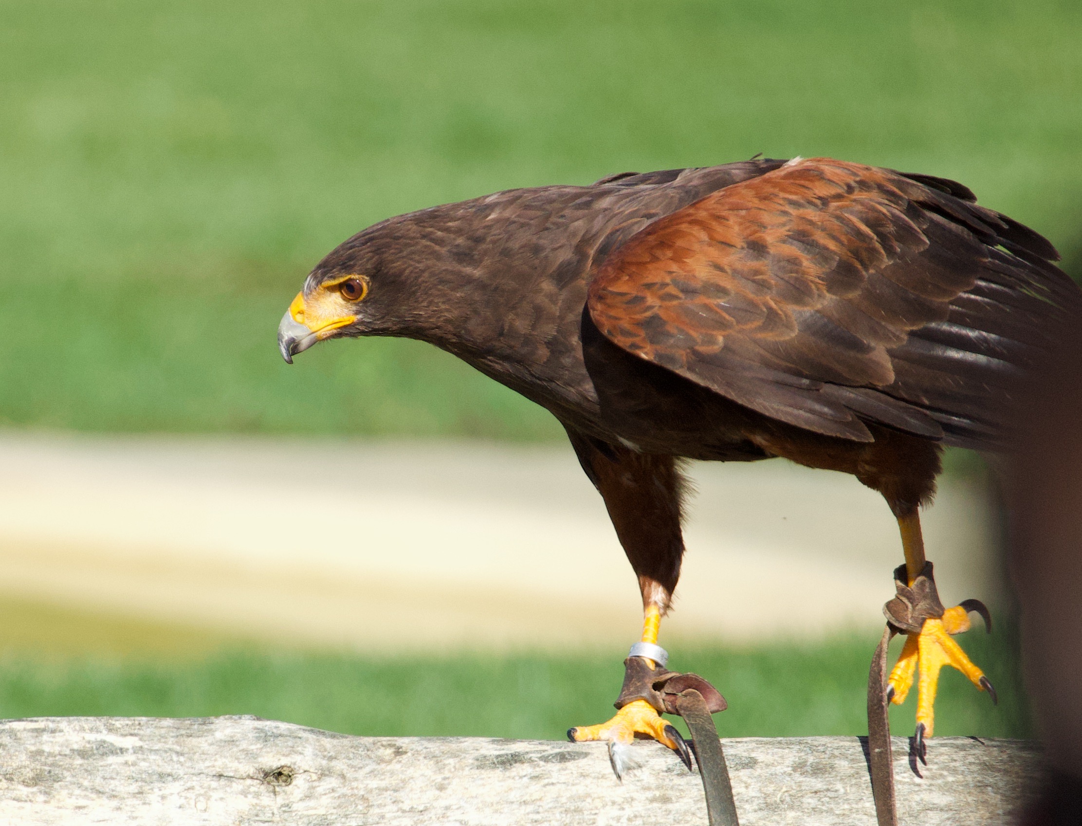 Photo de la galerie 4